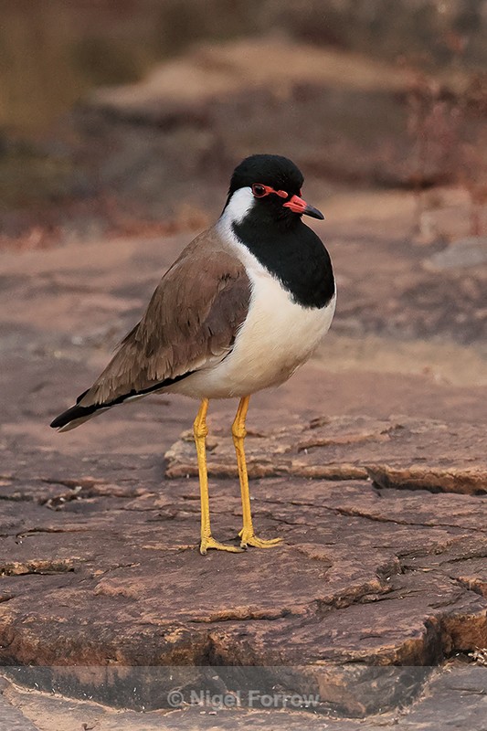 Red-wattled Lapwing, front view, Panna Tiger Reserve, India - Red-wattled Lapwing