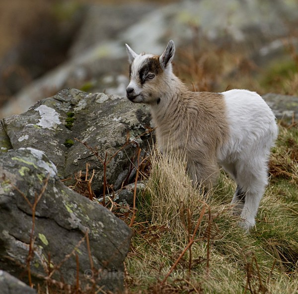 WELSH MOUNTAIN GOATS - MOUNTAIN GOATS (WELSH)