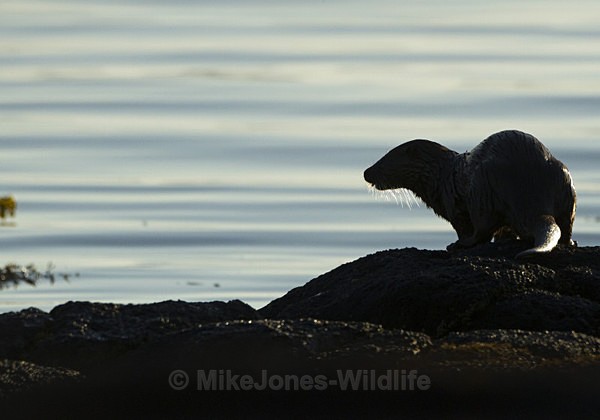 Otters, Isle of Mull, Scotland - OTTERS, ISLE OF MULL, SCOTLAND
