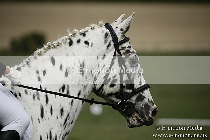 BVR080918 100 - BVRC Novice Dressage & CR 08/09/18