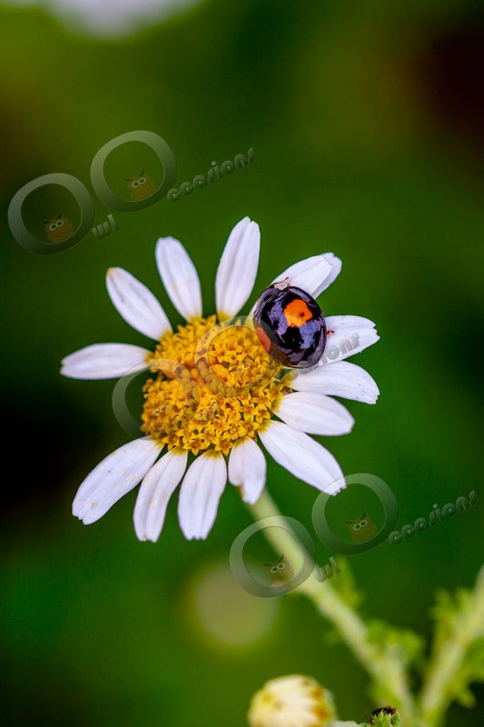 two spot ladybird Adalia 2-punctata-5908 - Insects from around the world