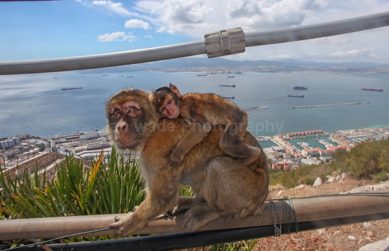 Barbary Macaques on the Rock of Gibraltar - Barbary Macaques at the Rock of Gibraltar