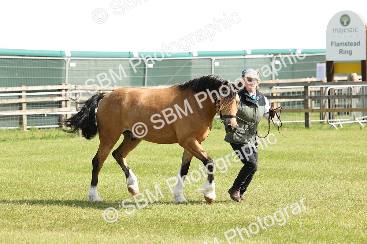 SBM_02144 - Class 6-13 - Mountatin and Moorland In Hand Welsh Breeds