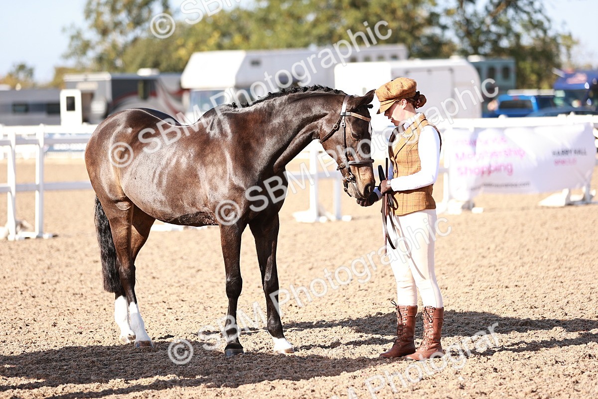 SBM_22042 - Class 702 - IH Show Horse-Pony