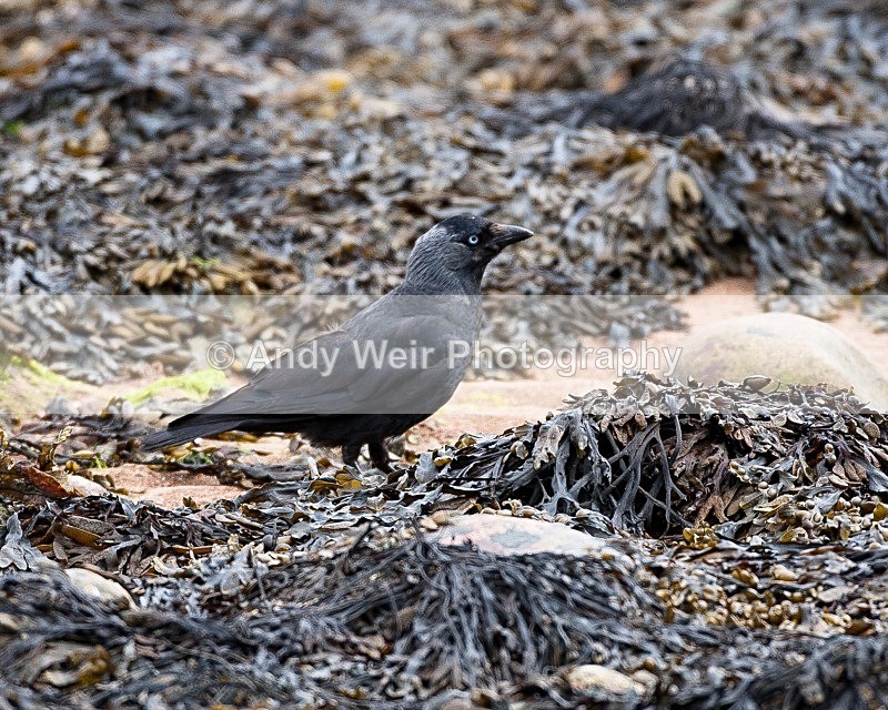 20090619-028 - Jackdaw