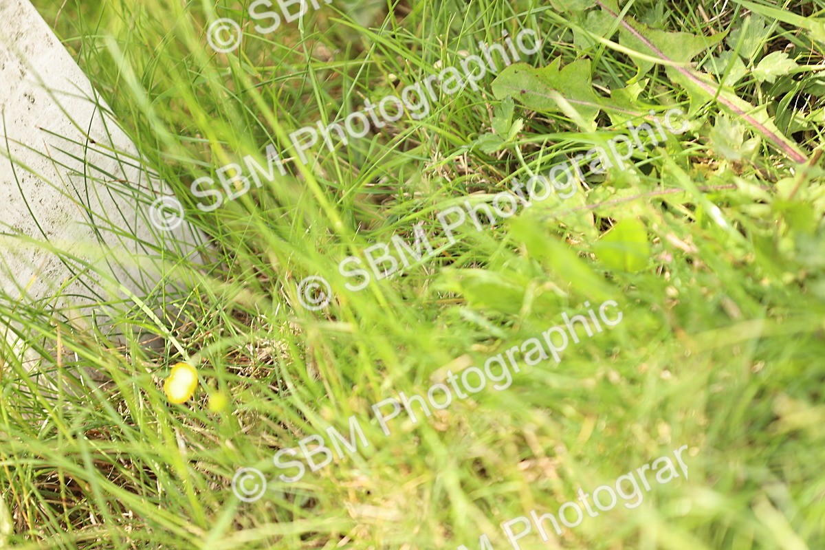 SBM_000990 - Class 4 - Novice 5
