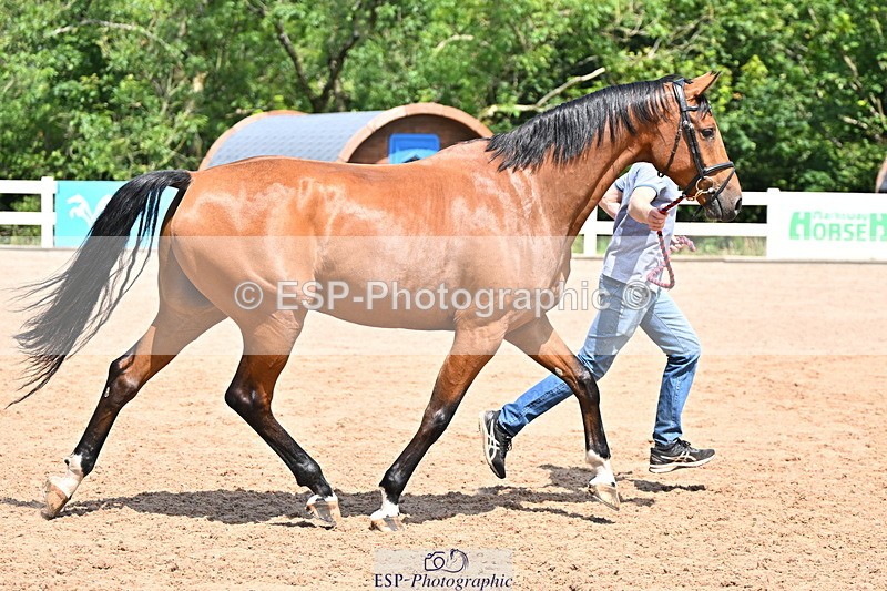 240718A-105257-01368 - Trot Up 12pm to 1pm