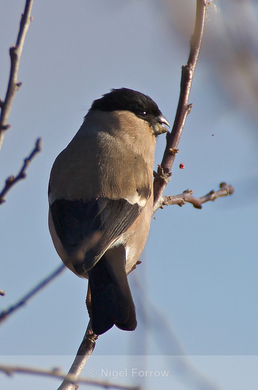 Bullfinch (female) at Otmoor - Bullfinch
