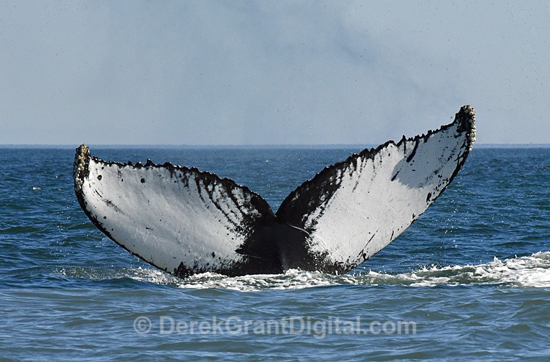 Humpback Whale Megaptera novaeangliae tail dive - Whales / Sea Mammals