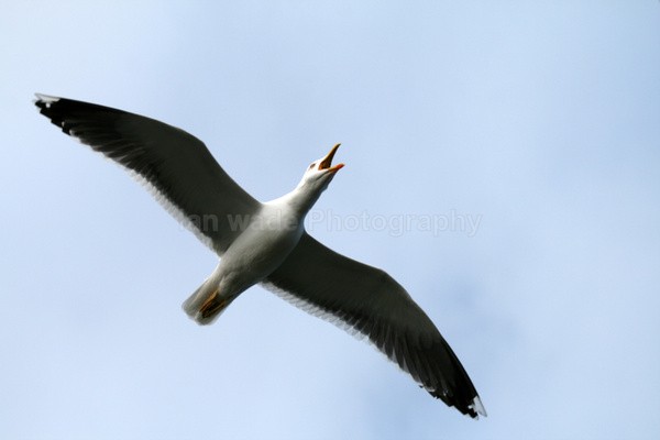 Herring Gull  _AGT038 - Birds, swans and gulls