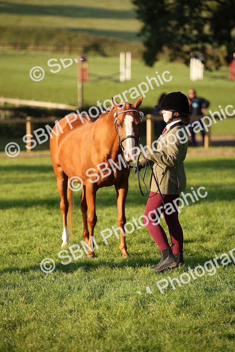 SBM_57557 - S50 - Foreign Breeds In Hand