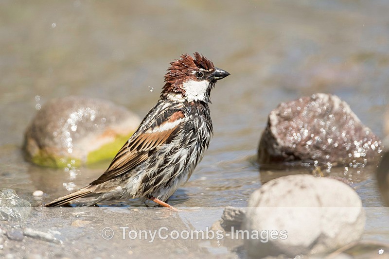 Spanish Sparrow - Lesvos ~ Other Birds