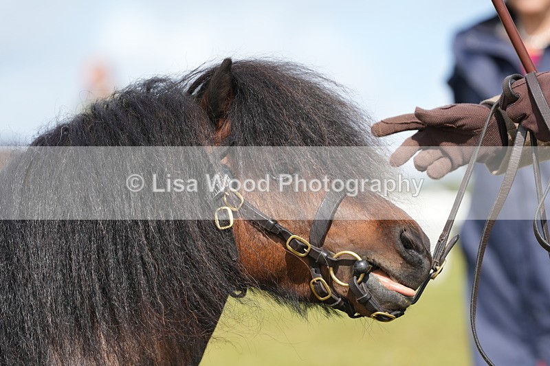 DSC05335 - Class 49: NPS Shetland 4 years and over