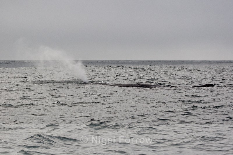 Sperm Whale surfaces & blows, Kaikoura, New Zealand - Whale