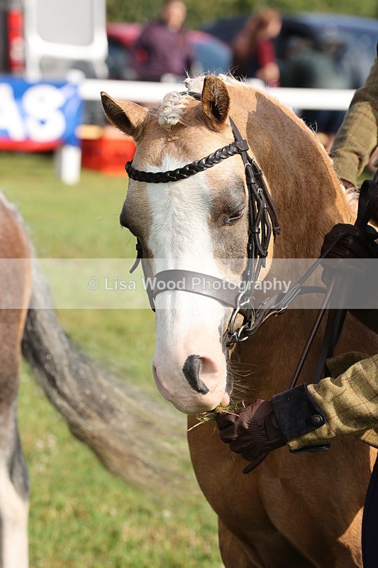 JPP_0439 - Class 14: Cornish Combination Leading Rein