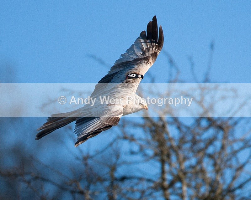 20100130-IMG_2949 485 - Red Kite