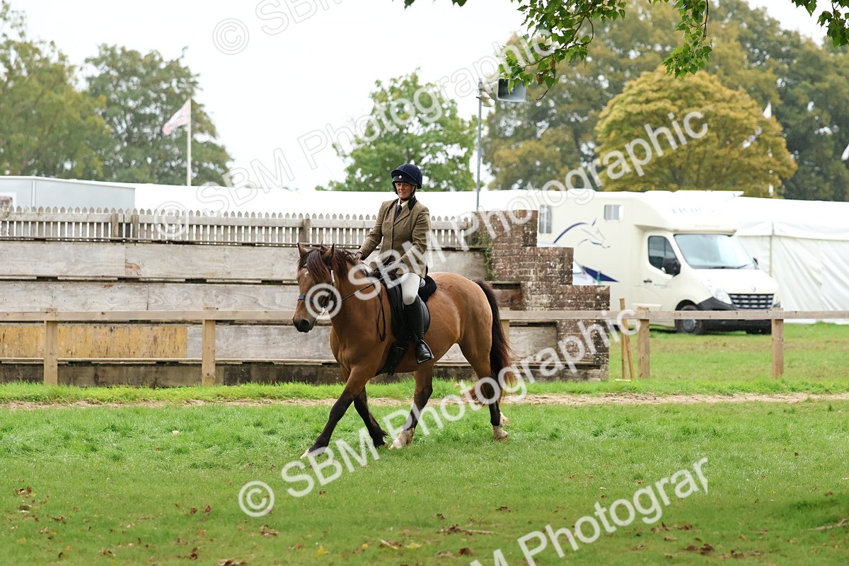 SBM_69672 - S62 - Mountain & Moorland Ridden Large Breeds