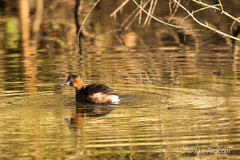 Little Grebe in winter light - Nature