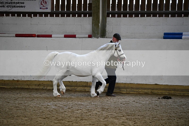 WJ5_5173 - Class 4 In hand M&M - small breeds