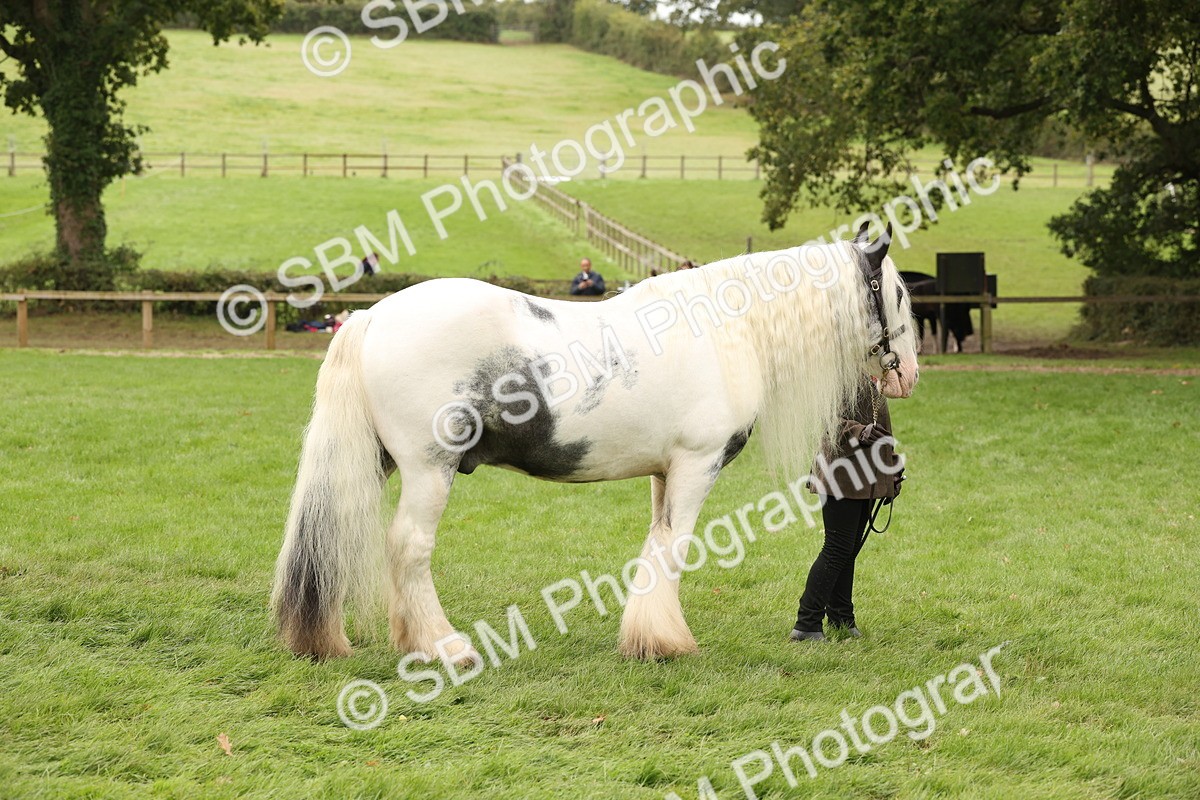 SBM_59257 - S57 - Traditional Cob In Hand