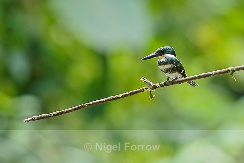Green Kingfisher (female), Costa Rica - Green Kingfisher