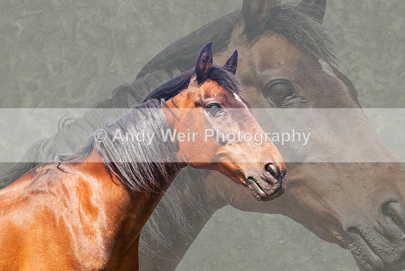 20100503-Ted Flat - Pets