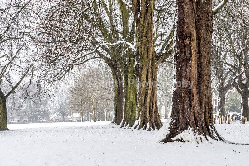 3KJS8509 - Trees in Abington Park