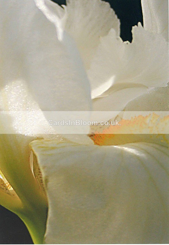 Iris 1075 - IRISES