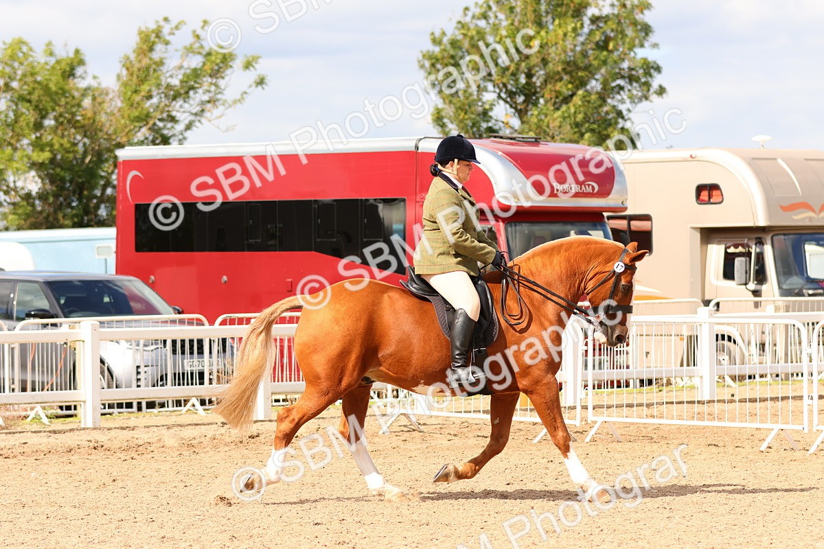 SBM_15480 - Class 214 - Ridden Show Cob