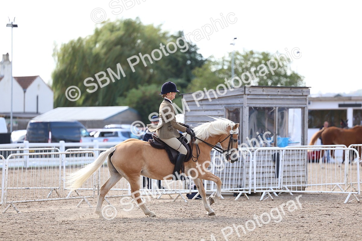 SBM_10881 - Class 305 - Ridden Foreign Breeds - Pure Bred