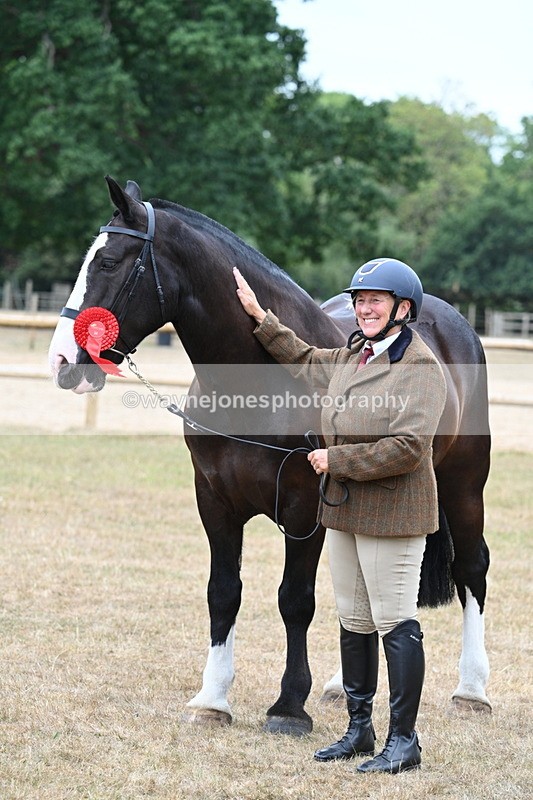 WJ7_0163 - Class 5a Most Handsome Gelding (above 14.2hh)