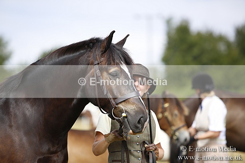 _C7A9629 - BVRC Sow 2018 Ring 2