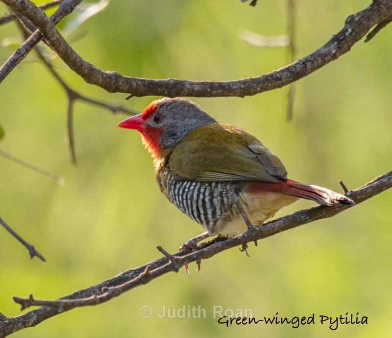  - South Africa Birds and Mammals