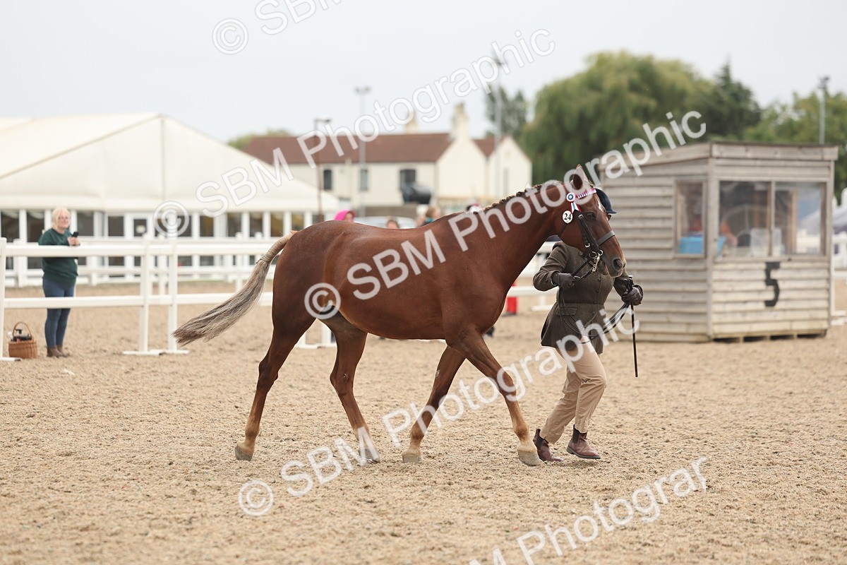 SBM_19813 - Class 318 - IH Part Bred Horse-Pony