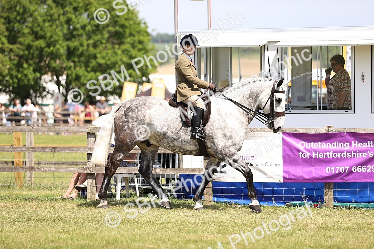 SBM_16083 - Class 79-80 - LIHS BSHA Rising Star Ridden Hunter