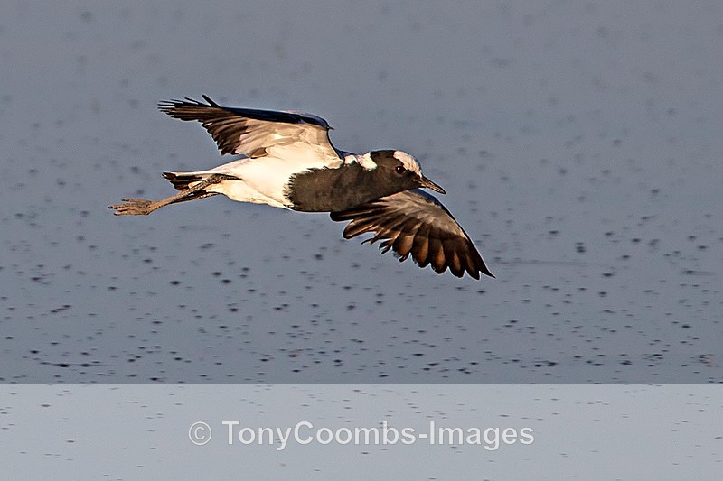 Blacksmith Plover - Etosha National Park ~ Birds