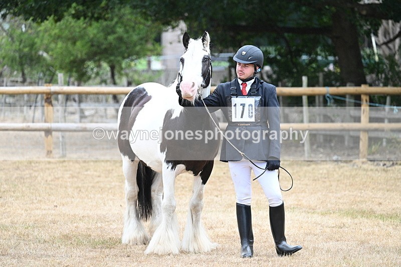 WJ7_9562 - Class 5 Most Handsome Gelding (up to 14.2hh)