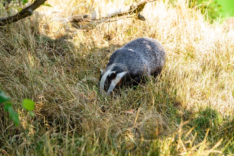 badger Meles meles-1117 - UK Wildlife