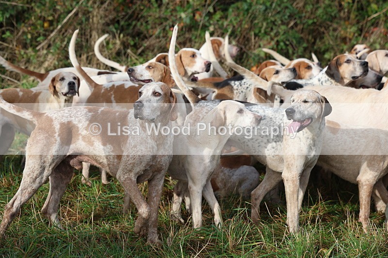 3E7A0546 - Four Burrow Opening Meet 2025
