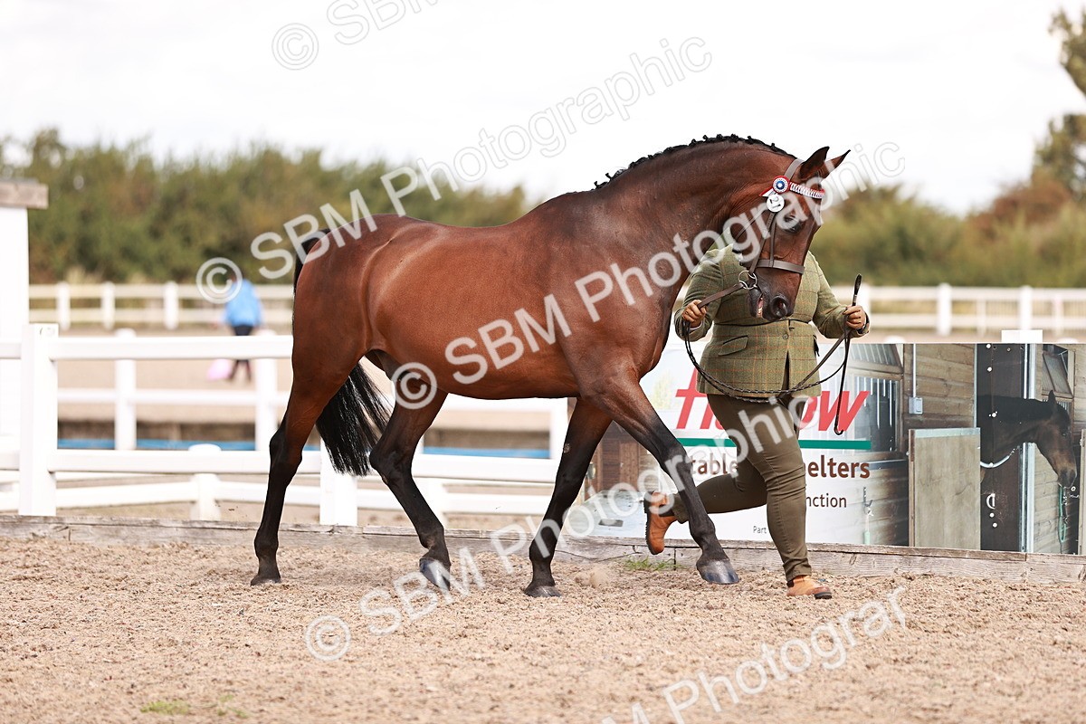 SBM_14179 - Class 407 - IH Hack Riding Horse
