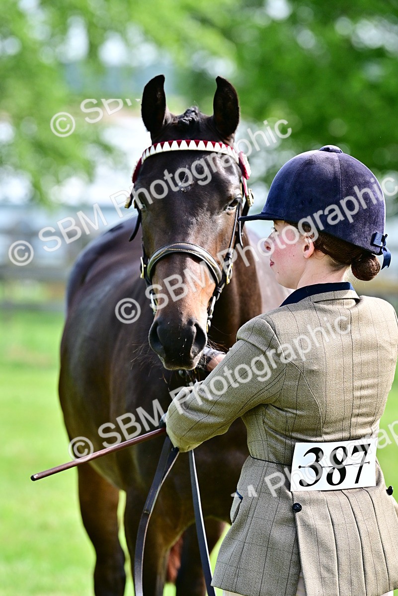 SBM_00103 - Class 46-49 - Arab and Part Bed-Anglo Arab In Hand