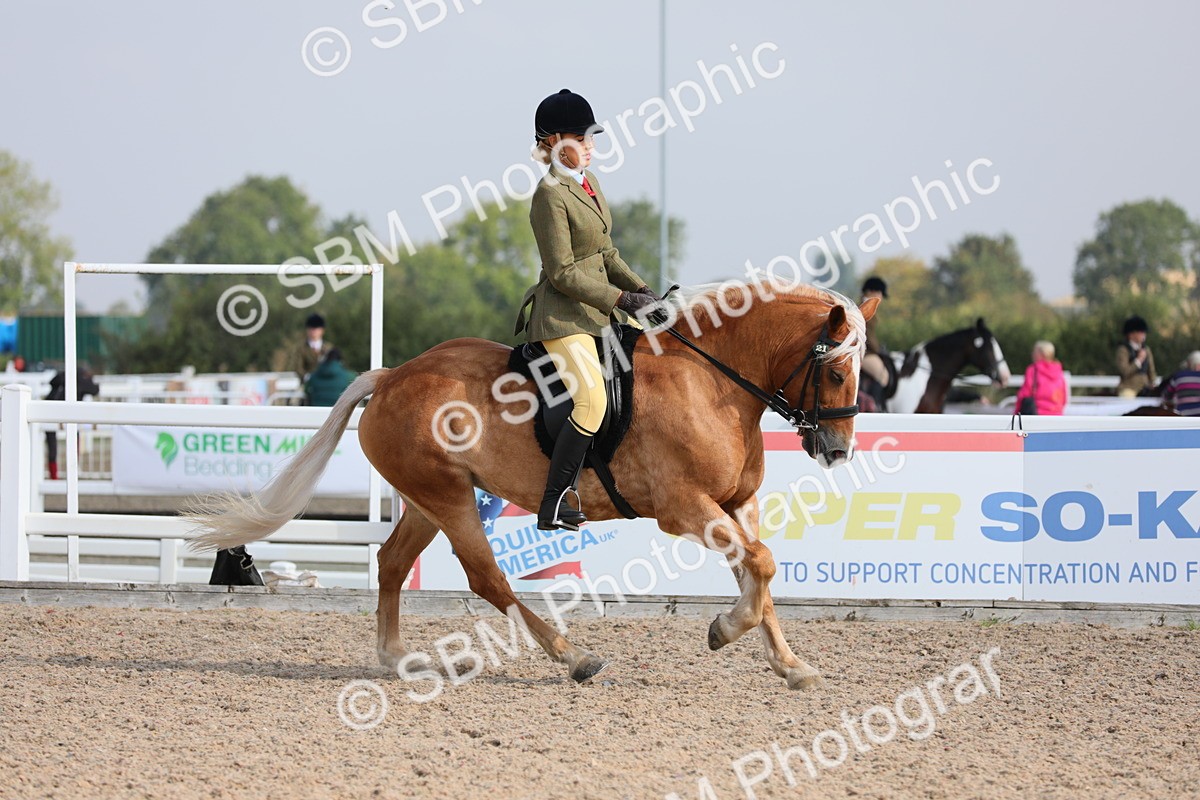 SBM_11414 - Class 305 Ridden Foreign Breeds- Pure Bred