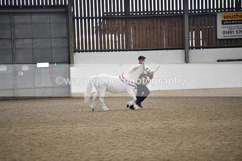 WJ5_5832 - Morning in hand Championship