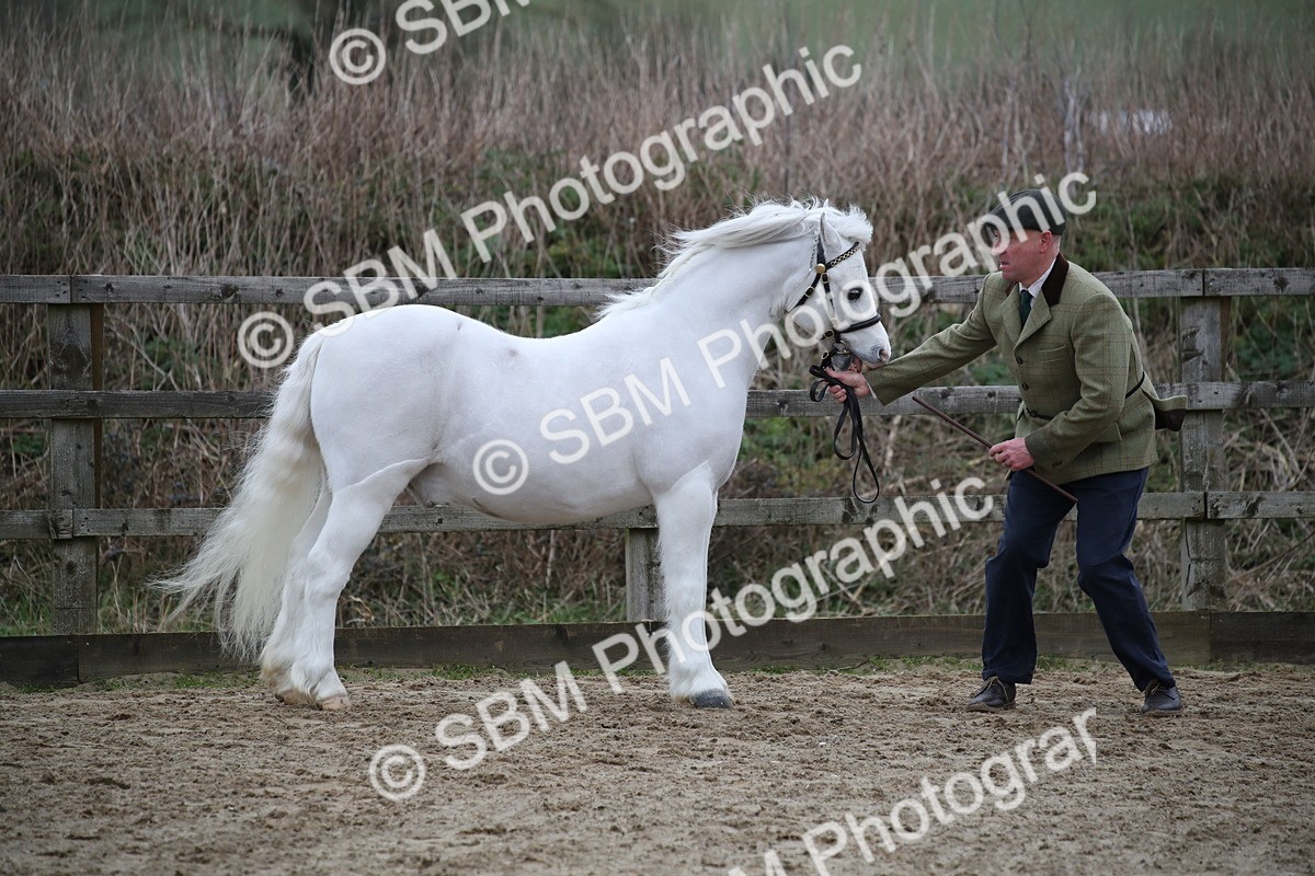 SBM_004070 - Class 1-4 - Young Stock classes Inc. In Hand Championship