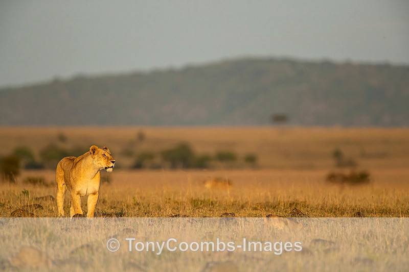 Lioness - Mara North ~ Cats
