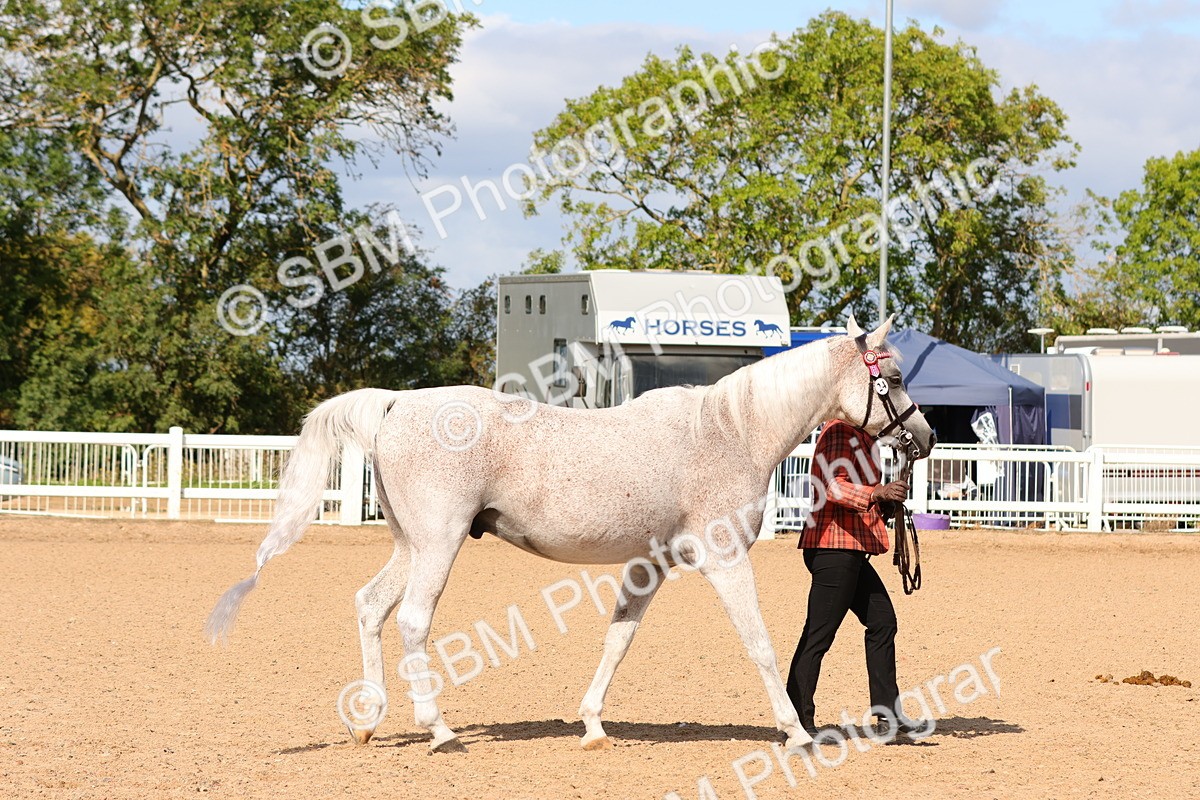 SBM_11146 - Class 208 - IH Veteran Horse