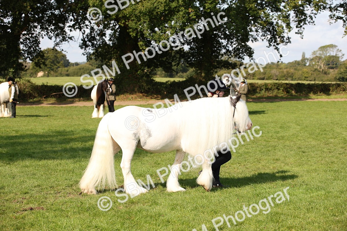 SBM_62237 - S55 - Traditional Cob In Hand