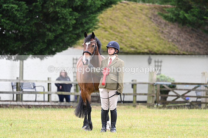 WJ7_6413 - Class 4a Prettiest Mare over 14hh