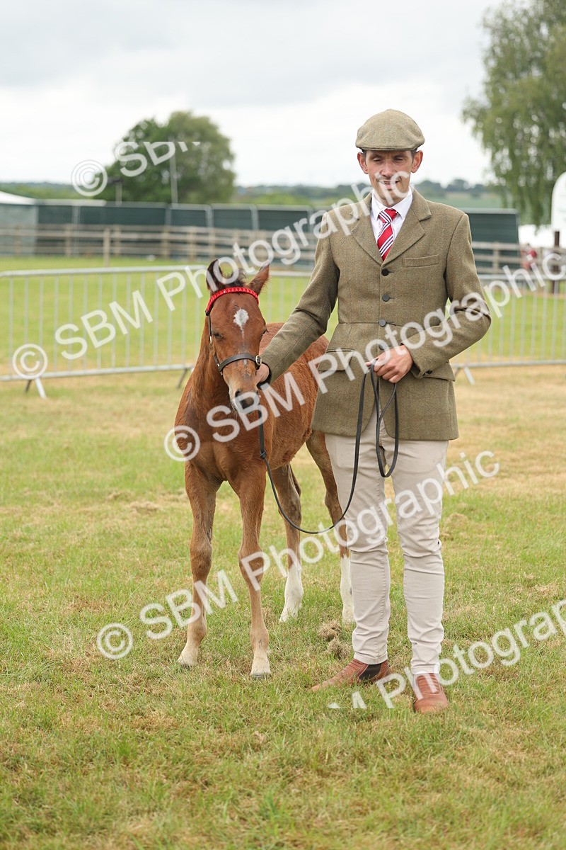 SBM_05529 - Class 68-73 - Riding Pony Breeding