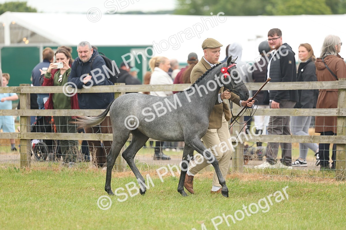 SBM_05349 - Class 68-73 - Riding Pony Breeding